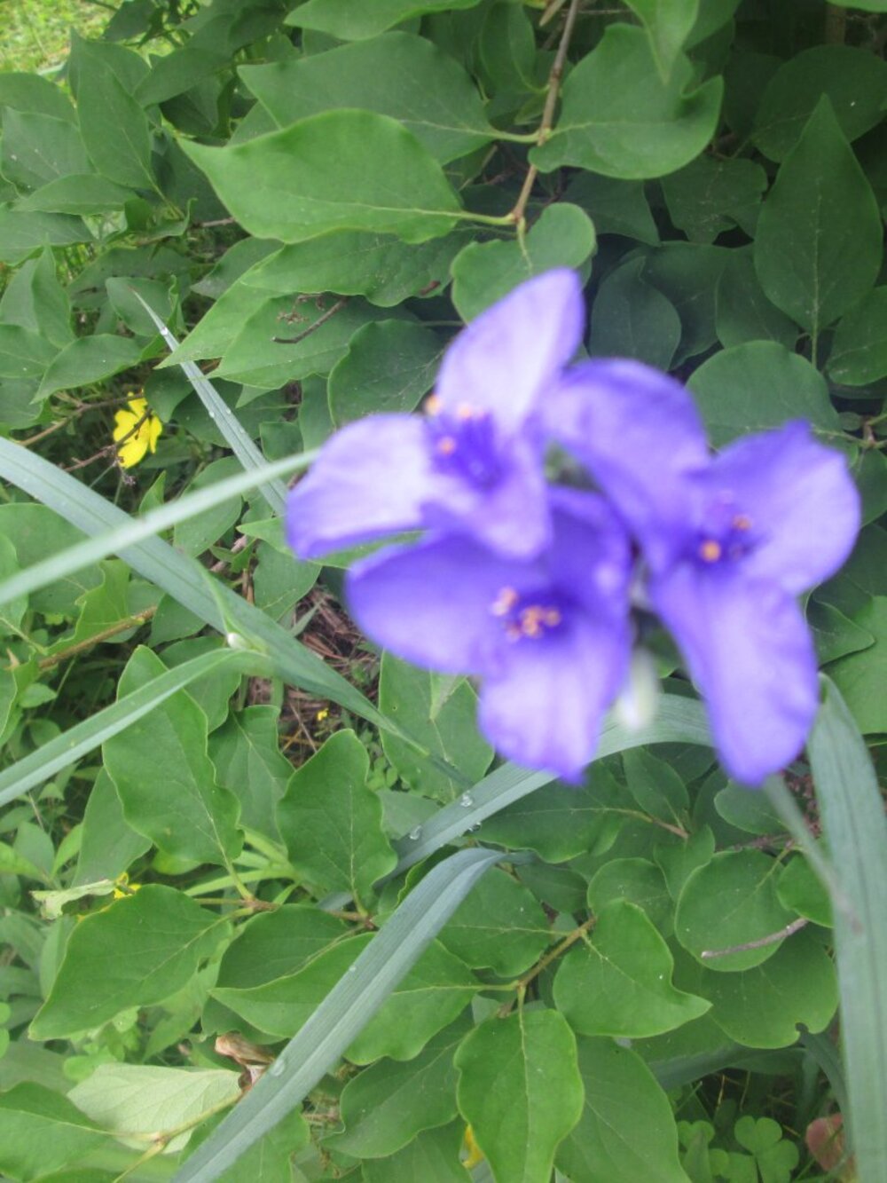 10 spiderwort perennial blue zone 2-9